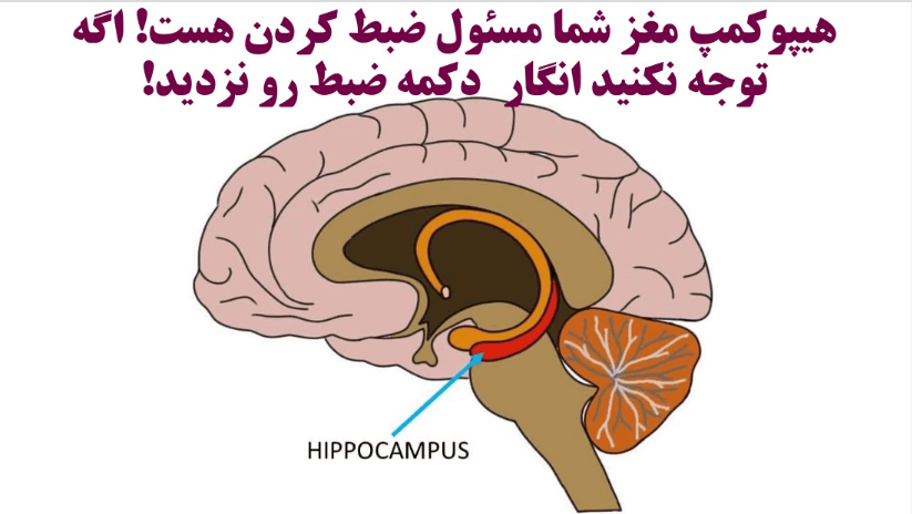 هیپوکمپ مغز مسئول ضبط کردن است : چطوری یادگیرنده حرفه‌ای باشیم؟